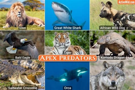 famous predators|pictures of apex predators.